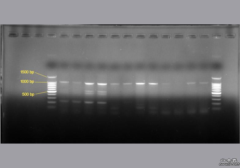 求助交流目的基因pcr后电泳出现多条带