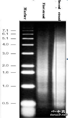【求助/交流】rna反转录合成cdna电泳图